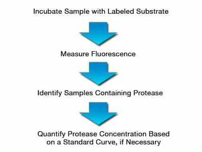 Protease Assay Service